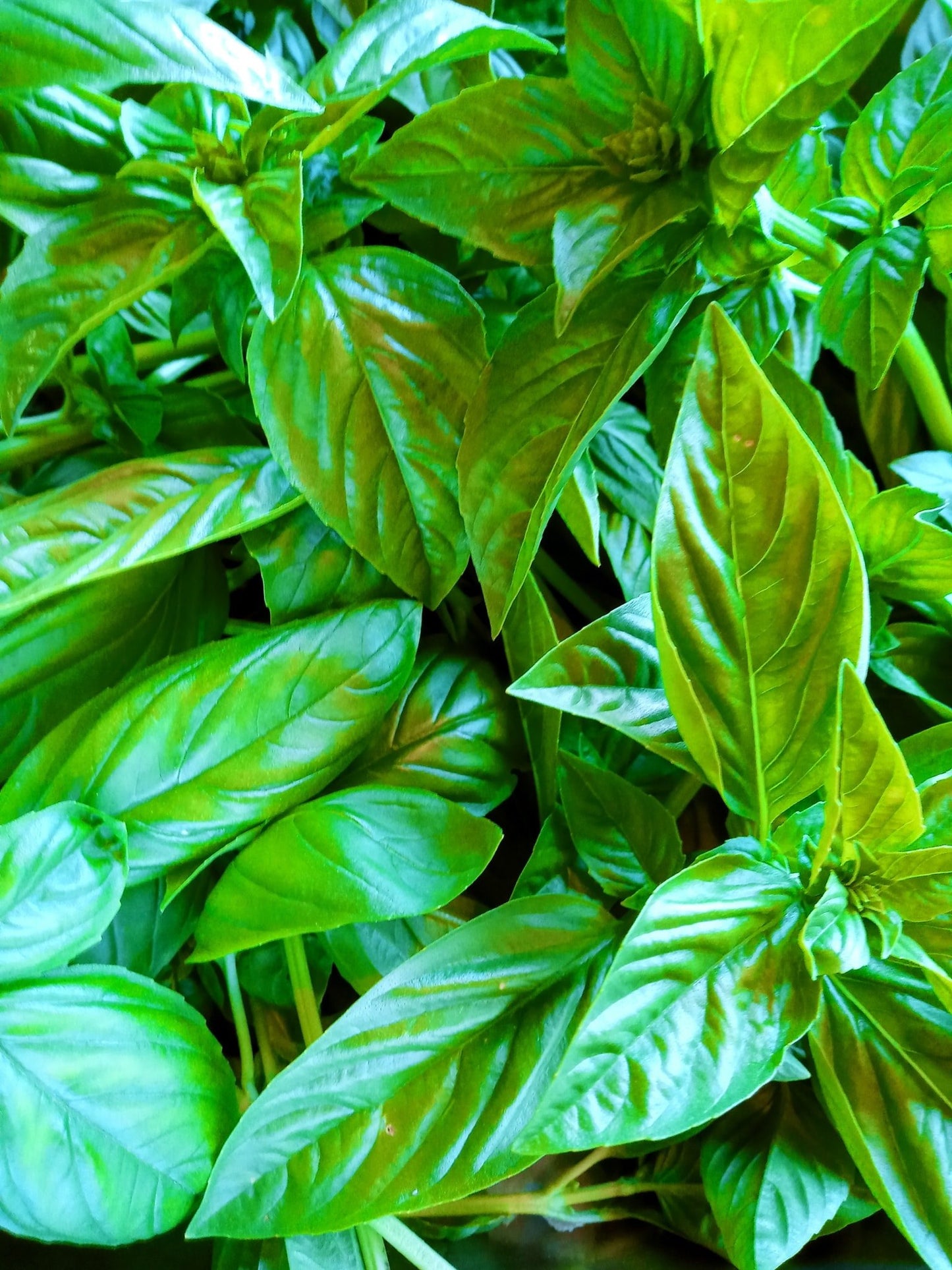 Basil