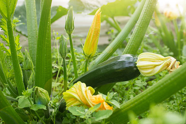 Zucchini and blossoms on a plant