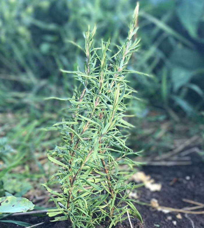 Rosemary growing in the field