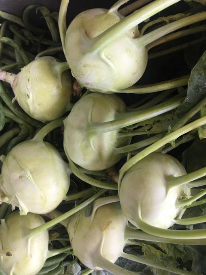 Kohl rabi