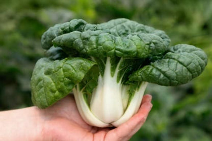 Baby bok choi