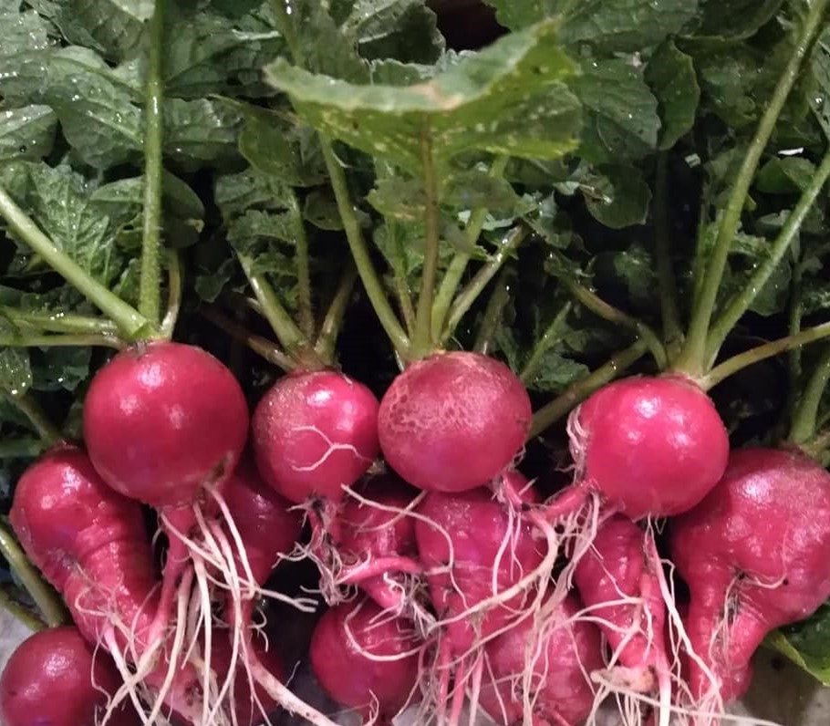 Bunch of radishes