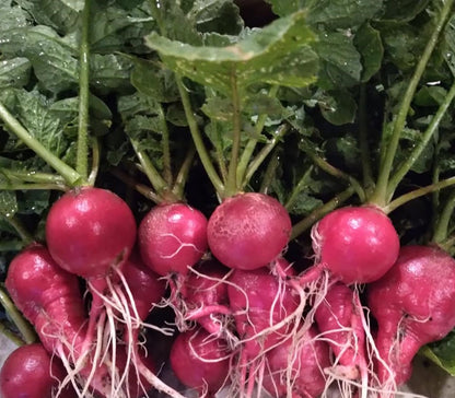Bunch of radishes