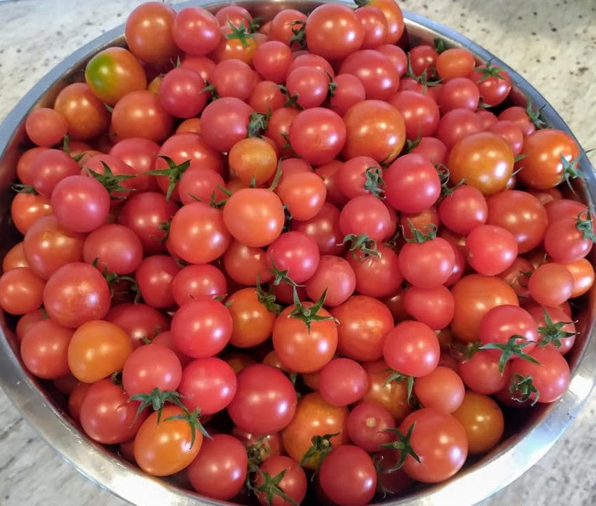 Bowl of cherry tomatoes