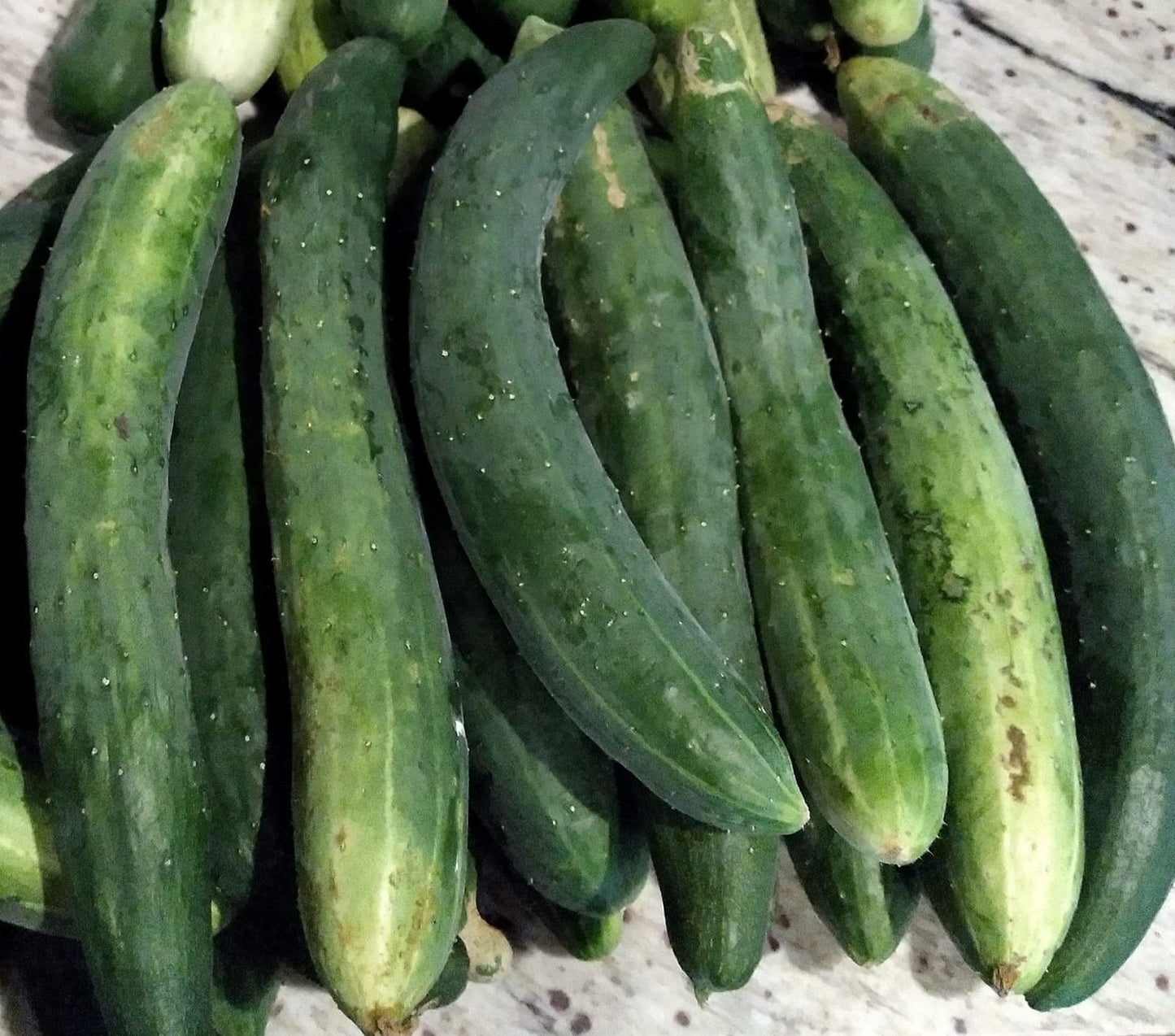 Burpless cucmbers