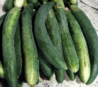 Burpless cucmbers