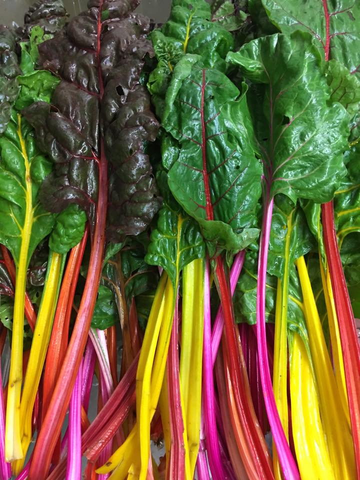 Rainbow swiss chard