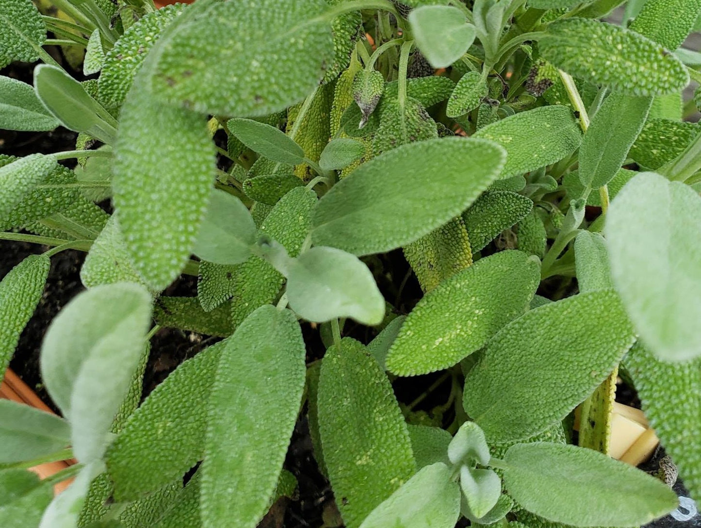 Sage growing in a planter
