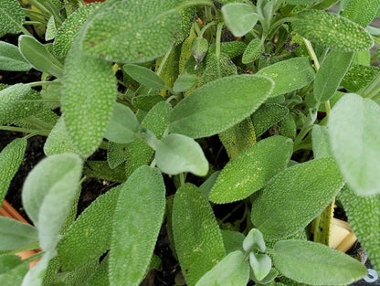 Sage growing in a planter