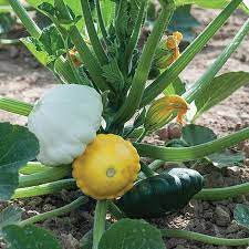 Patty pan summer squash on a plant