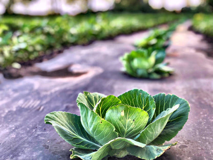 Cabbage growing in the field