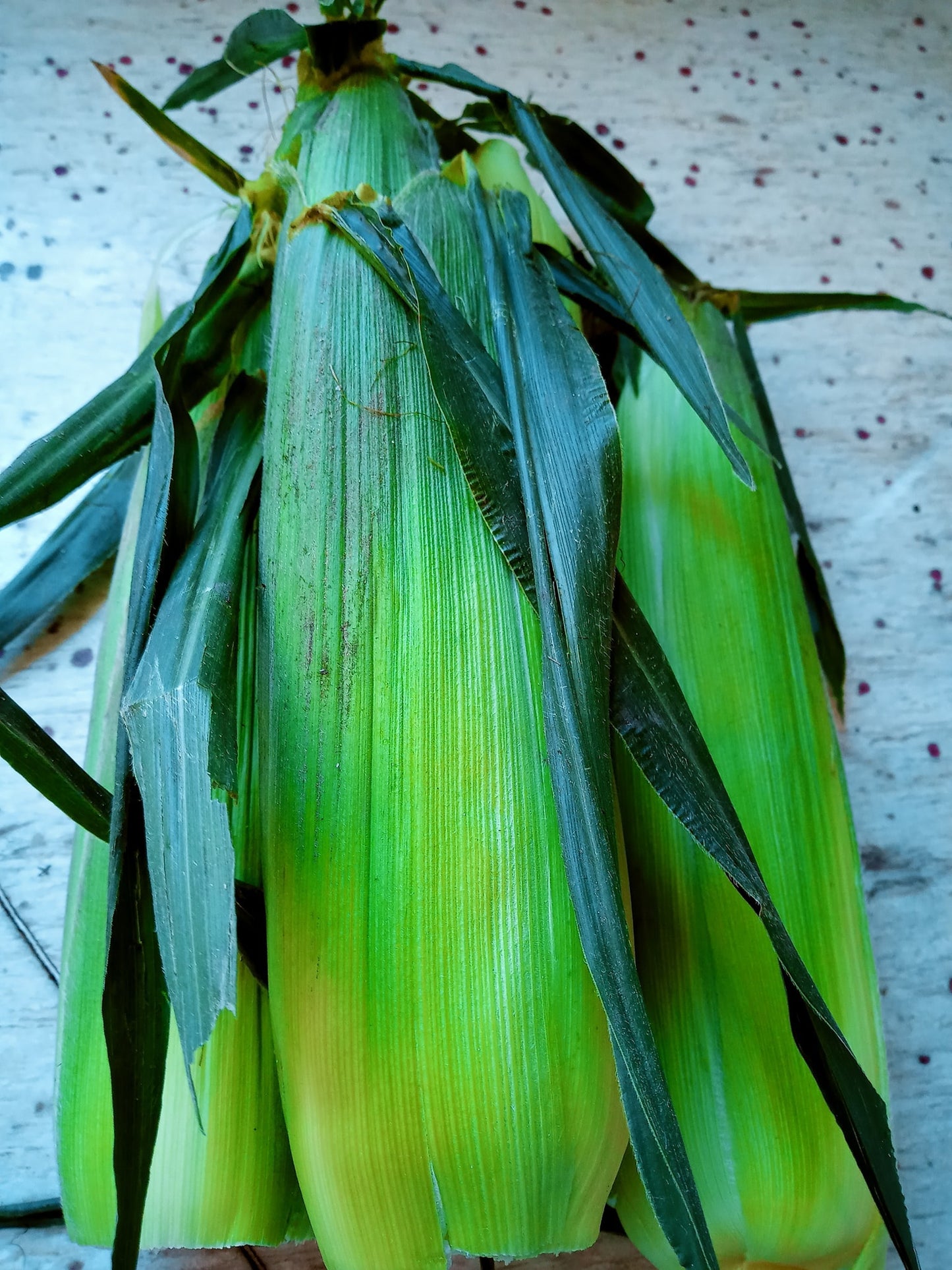 ears of sweet corn