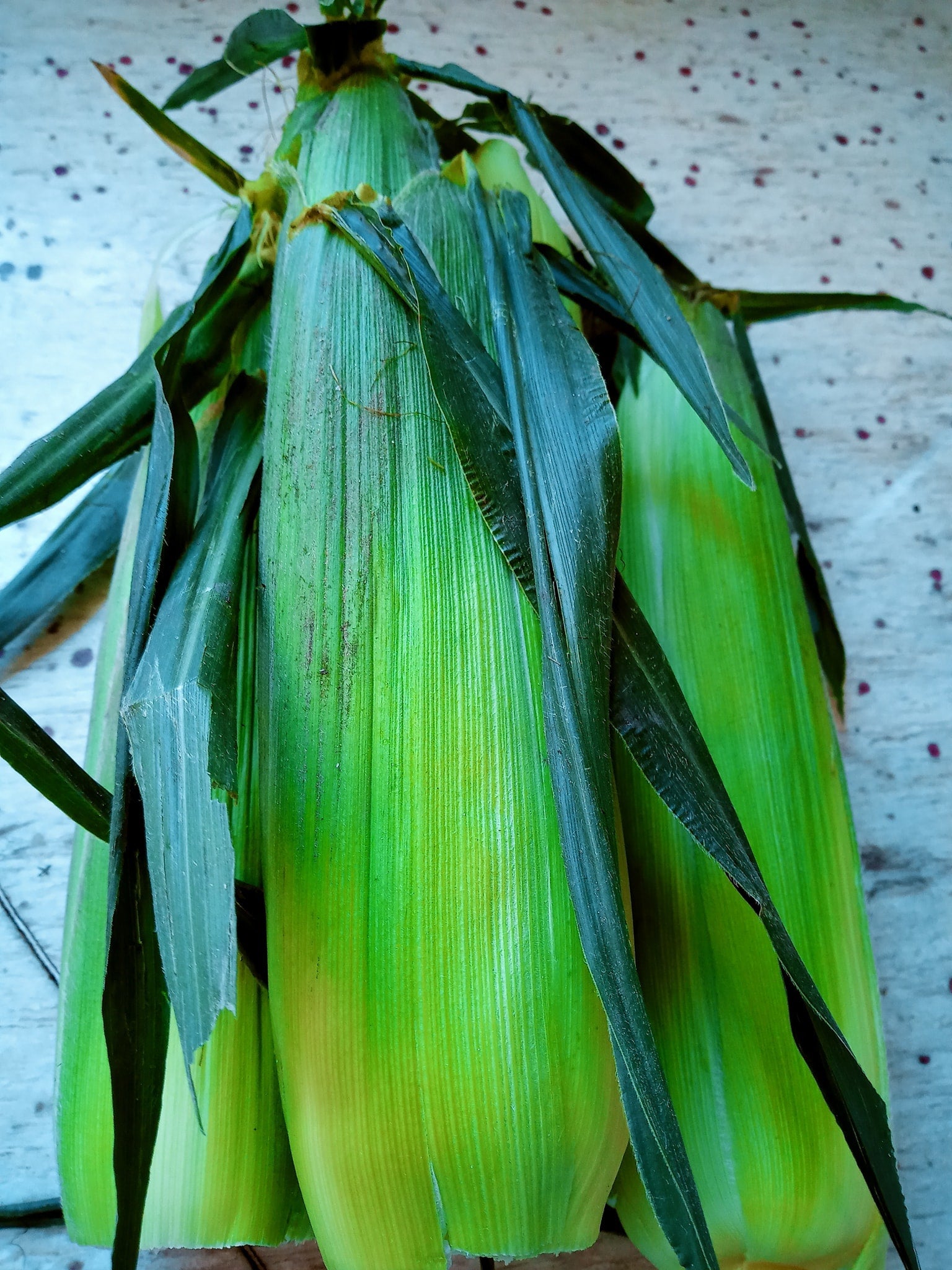 ears of sweet corn